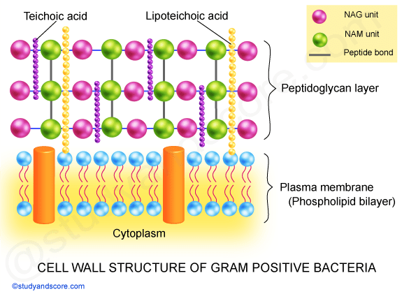 gram positive bacteria, negative bacteria, cell wall, lipoteichoic acid, NAG units, NAM, peptidoglycan layer